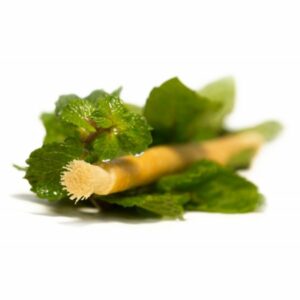 Siwak - přírodní zubní kartáček s příchutí máty - pro svěží chuť ve vašich ústech Siwak